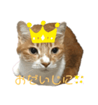 ねこねこ実用的すたんぷ（個別スタンプ：9）
