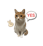 ねこねこ実用的すたんぷ（個別スタンプ：10）
