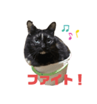 ねこねこ実用的すたんぷ（個別スタンプ：12）