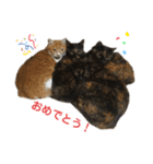 ねこねこ実用的すたんぷ（個別スタンプ：13）