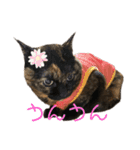 ねこねこ実用的すたんぷ（個別スタンプ：14）