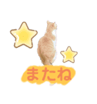 ねこねこ実用的すたんぷ（個別スタンプ：16）