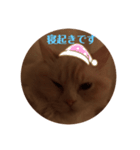 猫のスタンプ ゆず（個別スタンプ：3）