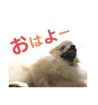 ポメラニアン・ミニドナ【使える編】（個別スタンプ：8）