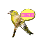 Happy BirdWatching ！？ 4 野鳥その2（個別スタンプ：1）