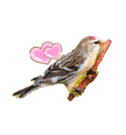 Happy BirdWatching ！？ 4 野鳥その2（個別スタンプ：2）