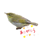 Happy BirdWatching ！？ 4 野鳥その2（個別スタンプ：4）