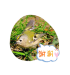 Happy BirdWatching ！？ 4 野鳥その2（個別スタンプ：5）