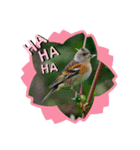 Happy BirdWatching ！？ 4 野鳥その2（個別スタンプ：7）