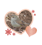 Happy BirdWatching ！？ 4 野鳥その2（個別スタンプ：8）