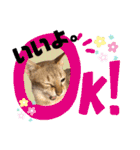 プププププーちゃん（個別スタンプ：11）