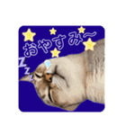 プププププーちゃん（個別スタンプ：20）