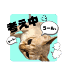 プププププーちゃん（個別スタンプ：24）