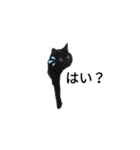 My cat nagisa5（個別スタンプ：1）
