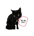 My cat nagisa5（個別スタンプ：3）