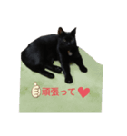 My cat nagisa5（個別スタンプ：4）