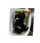 My cat nagisa5（個別スタンプ：6）