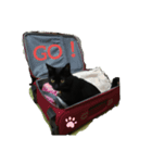 My cat nagisa5（個別スタンプ：8）