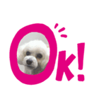 はなちゃんスタンプ5（個別スタンプ：1）