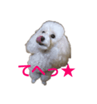はなちゃんスタンプ5（個別スタンプ：6）