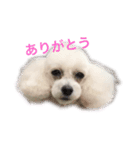はなちゃんスタンプ5（個別スタンプ：8）