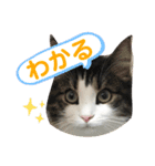 すずスタンプ2 -norwegianforestcat-（個別スタンプ：1）