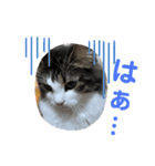すずスタンプ2 -norwegianforestcat-（個別スタンプ：2）