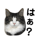 すずスタンプ2 -norwegianforestcat-（個別スタンプ：3）