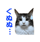 すずスタンプ2 -norwegianforestcat-（個別スタンプ：5）