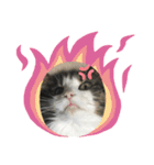 すずスタンプ2 -norwegianforestcat-（個別スタンプ：6）