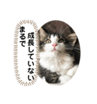 すずスタンプ2 -norwegianforestcat-（個別スタンプ：9）