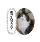 すずスタンプ2 -norwegianforestcat-（個別スタンプ：10）