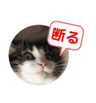 すずスタンプ2 -norwegianforestcat-（個別スタンプ：11）