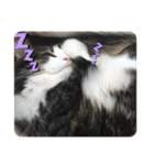 すずスタンプ2 -norwegianforestcat-（個別スタンプ：12）
