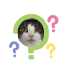 すずスタンプ2 -norwegianforestcat-（個別スタンプ：14）