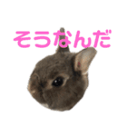 つみれスタンプ④（個別スタンプ：14）