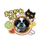 シーズ犬ラッキー2（個別スタンプ：1）