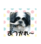 シーズ犬ラッキー2（個別スタンプ：3）