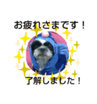 シーズ犬ラッキー2（個別スタンプ：4）