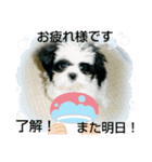 シーズ犬ラッキー2（個別スタンプ：5）