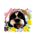 シーズ犬ラッキー2（個別スタンプ：8）