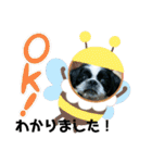 シーズ犬ラッキー2（個別スタンプ：9）