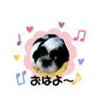 シーズ犬ラッキー2（個別スタンプ：10）