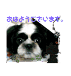 シーズ犬ラッキー2（個別スタンプ：11）