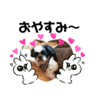 シーズ犬ラッキー2（個別スタンプ：12）