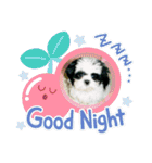 シーズ犬ラッキー2（個別スタンプ：13）