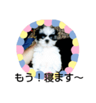 シーズ犬ラッキー2（個別スタンプ：14）