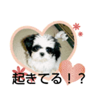シーズ犬ラッキー2（個別スタンプ：15）