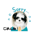 シーズ犬ラッキー2（個別スタンプ：16）