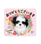 シーズ犬ラッキー2（個別スタンプ：21）